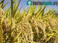 Ảnh Đồng Tháp: Lai tạo thành công bộ giống lúa mới