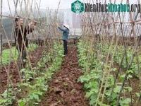 Ảnh Sản xuất phân bón hữu cơ từ vỏ cây nguyên liệu giấy