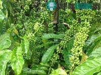 Ảnh Chọn 21 giống cà phê năng suất cao, kháng sâu bệnh