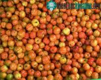 Ảnh Phát triển cây sơri trên vùng đất nhiễm mặn ven biển