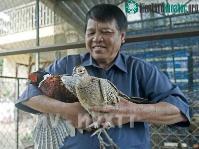 Ảnh Nuôi thành công loài chim trĩ đỏ trên đất Tây Nguyên