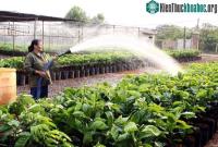 Ảnh Thực nghiệm mô hình cải tạo cây cà phê chè catimor