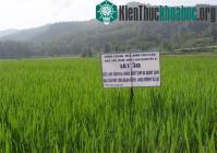 Ảnh Bắc Cạn bảo tồn giống lúa nếp bản địa quý hiếm