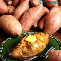 Ảnh Phục tráng khoai lang Hoàng Long năng suất cao