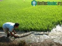 Ảnh Chống xâm mặn hiệu quả bằng biện pháp thủ công