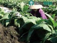 Ảnh Dùng rong chống hạn và tăng năng suất cây trồng