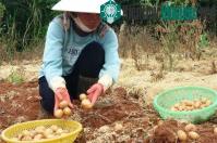 Ảnh Sản xuất thành công khoai tây siêu nguyên chủng