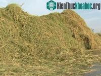 Ảnh Có thể sản xuất 31 triệu tấn dầu sinh học từ rơm rạ