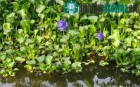 Ảnh Dùng chế phẩm biến bèo tây thành phân hữu cơ