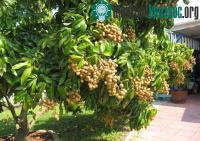 Ảnh Bình tuyển nhãn đầu dòng để bảo tồn giống đặc sản