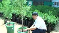 Ảnh Đắk Lắk phát triển cây thủy tùng từ giống ghép