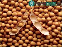 Ảnh Phục tráng thành công giống đậu tương ở Nam Đàn