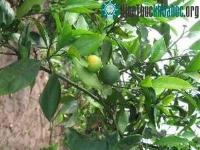 Ảnh Phục tráng giống cam chanh đặc sản ở Ninh Giang