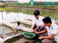 Ảnh Sản xuất cá lăng chấm bằng phương pháp nhân tạo