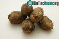 Ảnh Nhân giống khoai sọ bằng phương pháp nuôi cấy mô