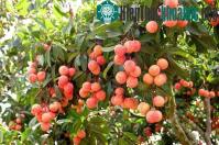 Ảnh Công nghệ CAS nâng cao giá trị vải thiều Bắc Giang