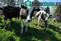 Ảnh Lão nông dân biến phế phẩm thành hàng xuất khẩu