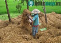 Ảnh Biến rơm thành phân bón, tiết kiệm cả ngàn tỷ đồng