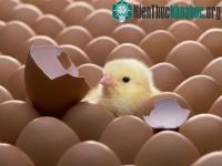Ảnh Phú Thọ sản xuất gà giống bằng thụ tinh nhân tạo