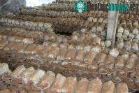 Ảnh Trồng nấm linh chi ở Tiên Yên cho hiệu quả cao