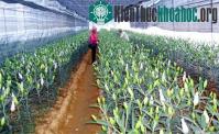 Ảnh Phú Thọ: Nhân giống vô tính thành công hoa lily