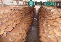 Ảnh Hưng Yên sản xuất, chế biến nấm ăn, nấm dược liệu