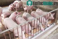 Ảnh Ứng dụng công nghệ đệm lót sinh thái trong chăn nuôi