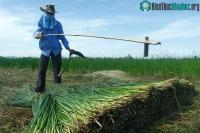 Ảnh Phục tráng thành công giống cói bông trắng ở Nga Sơn