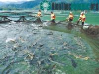 Ảnh Nghiên cứu tác nhân gây nấm bệnh trên cá nước lạnh