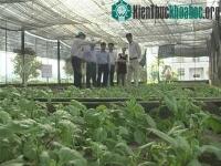 Ảnh Ứng dụng khoa học công nghệ trong sản xuất hoa cúc