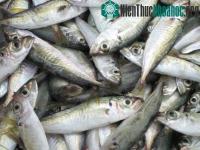 Ảnh Công nghệ giảm phí, tổn thất sau thu hoạch hải sản