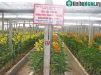 Ảnh Cắt cành, nhân giống lan có lợi lớn