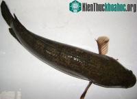 Ảnh Dùng thức ăn công nghiệp nuôi cá lóc thương phẩm
