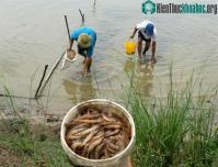 Ảnh Trà Vinh: Tôm chết hàng loạt do hội chứng hoại tử