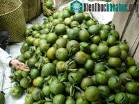 Ảnh Tuyên Quang bảo tồn và phát triển giống cam sành