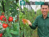 Ảnh Cà chua "siêu ngọt"