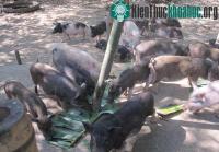 Ảnh Phú Thọ: Lai tạo thành công giống lợn rừng lai F1