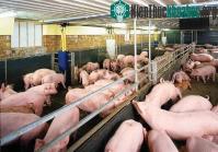 Ảnh Nuôi lợn trên đệm lót - cách để bảo vệ môi trường