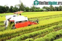 Ảnh Kiên Giang khuyến cáo hạn chế trồng lúa IR50404