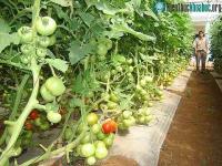 Ảnh Giống cà chua ghép làm ra không đủ bán