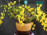 Ảnh Ứng dụng nuôi cấy mô để bảo tồn loài lan Kim Điệp