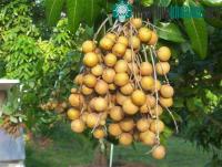Ảnh Nghiên cứu nâng năng suất giống nhãn chín muộn