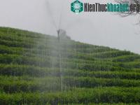 Ảnh Áp dụng thành công mô hình tưới chè bằng van xoay