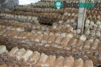 Ảnh Thành công trong mô hình sản xuất nấm Linh Chi