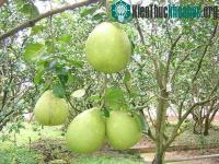 Ảnh "Trẻ hóa” cây bưởi Năm Roi - tăng hiệu quả kinh tế