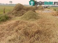 Ảnh Chế phẩm sinh học biến rơm rạ thành phân hữu cơ