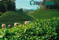 Ảnh Mô hình tưới phun mưa cho cây chè đạt hiệu quả