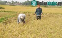 Ảnh Sản xuất thành công lúa một bụi đỏ gạo hồng