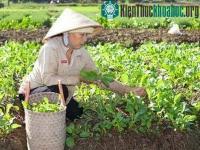 Ảnh Mô hình sản xuất nông sản bằng phân hữu cơ vi sinh
