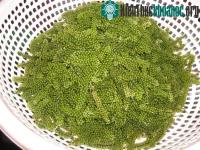 Ảnh Trồng rong nho ở Trường Sa
